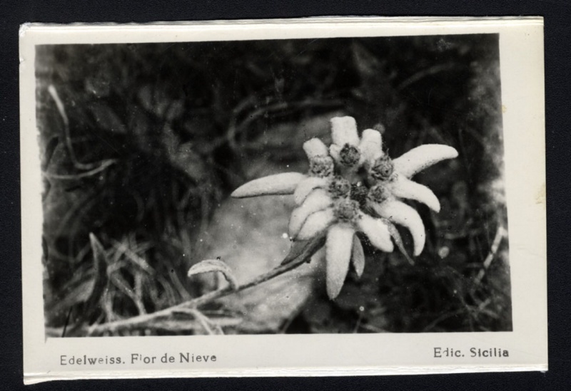 <p>Edelweis. Flor de nieve</p>