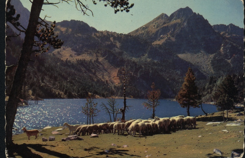 <p>Espot, estany de Sant Maurici amb un ramat de bens.</p>