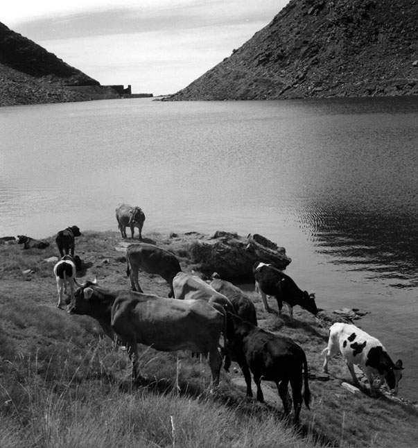 Vaques amuntanyades pasturant la gleva vora l'estany de la Gola.