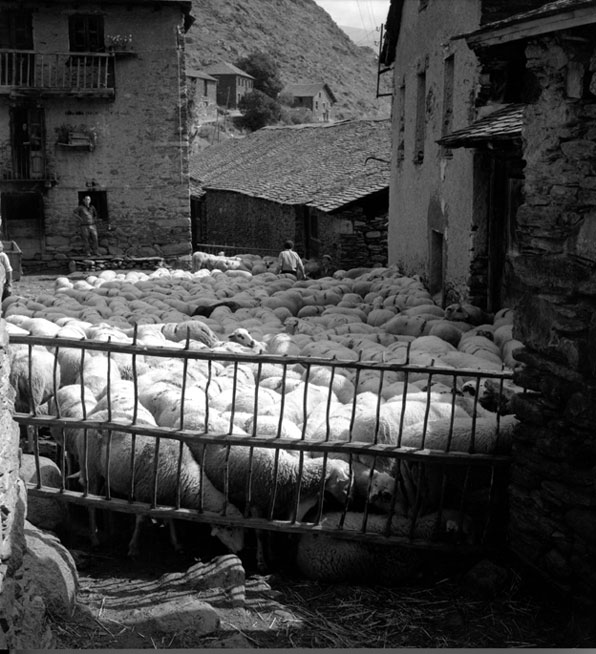 Ramat d'ovelles a punt de marcar a la plaça de Jou.