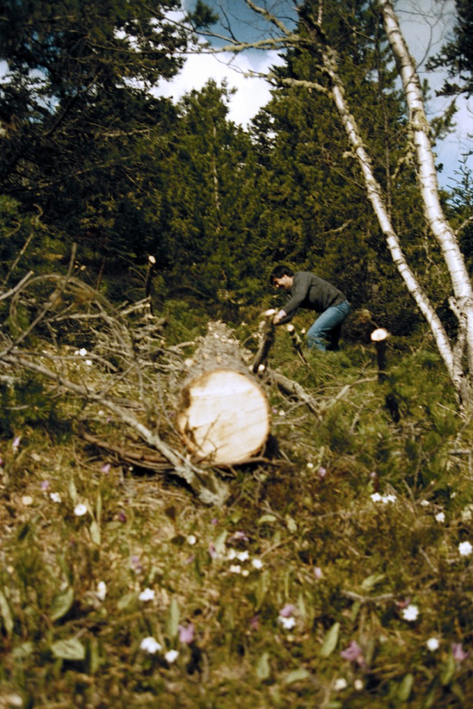 Tallada d'arbres-desbrancatge