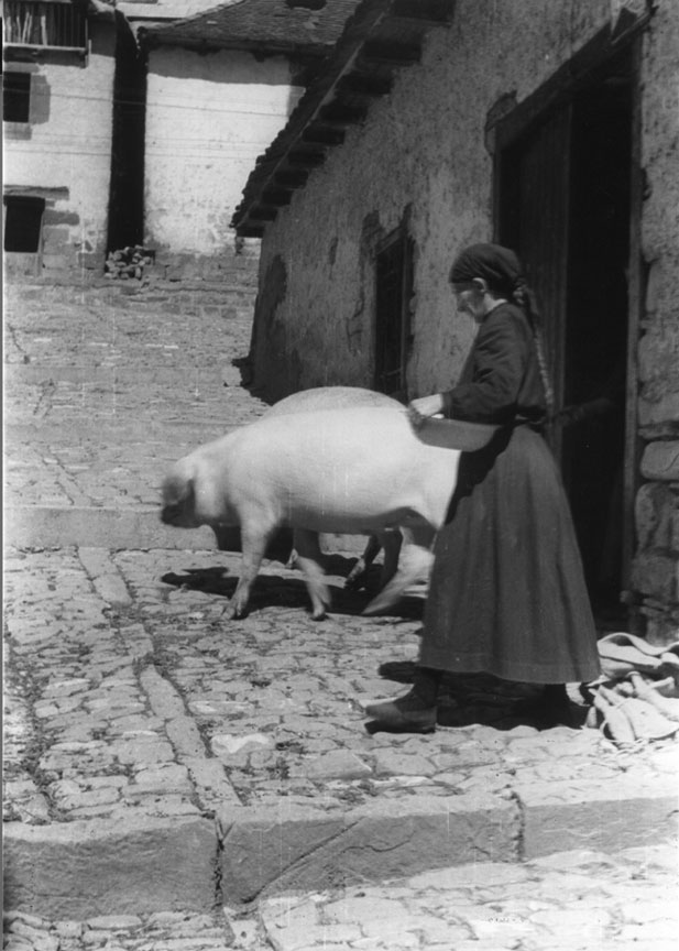 <p>Senyores grans amb una trena molt llarga i vestides igual cuidant els tocinos sueltos pel carrer.</p>