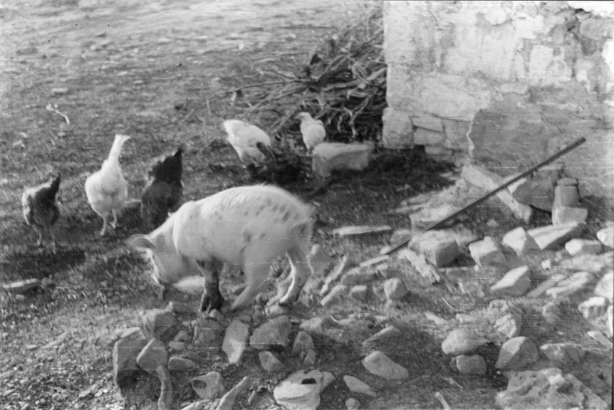 <p>Tossino i gallines menjant davant la porta de la casa.</p>