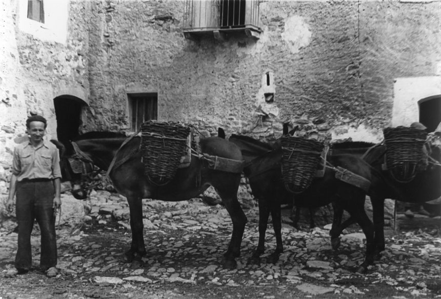 <p>Mules preparades amb corbelles.</p>