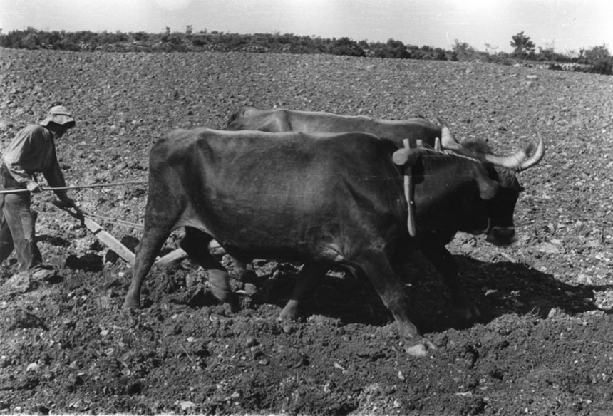 <p>Parella de vaques amb el jou i l'arreu llaurant a les terres de Casa Pere.</p>