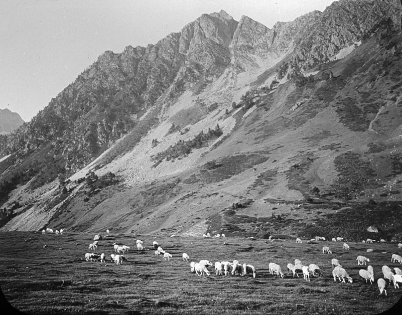 Ramat pasturant al Port de la Bonaigua.