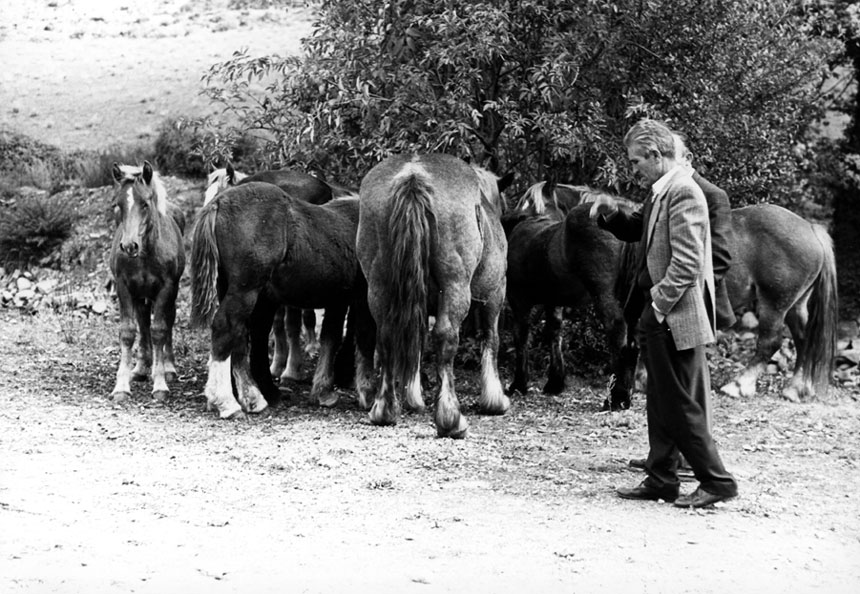 Fira de Sta Teresa. Grup de cavalls.