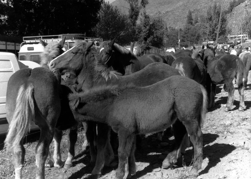 Fira de Santa Teresa. Cavalls al Firal.