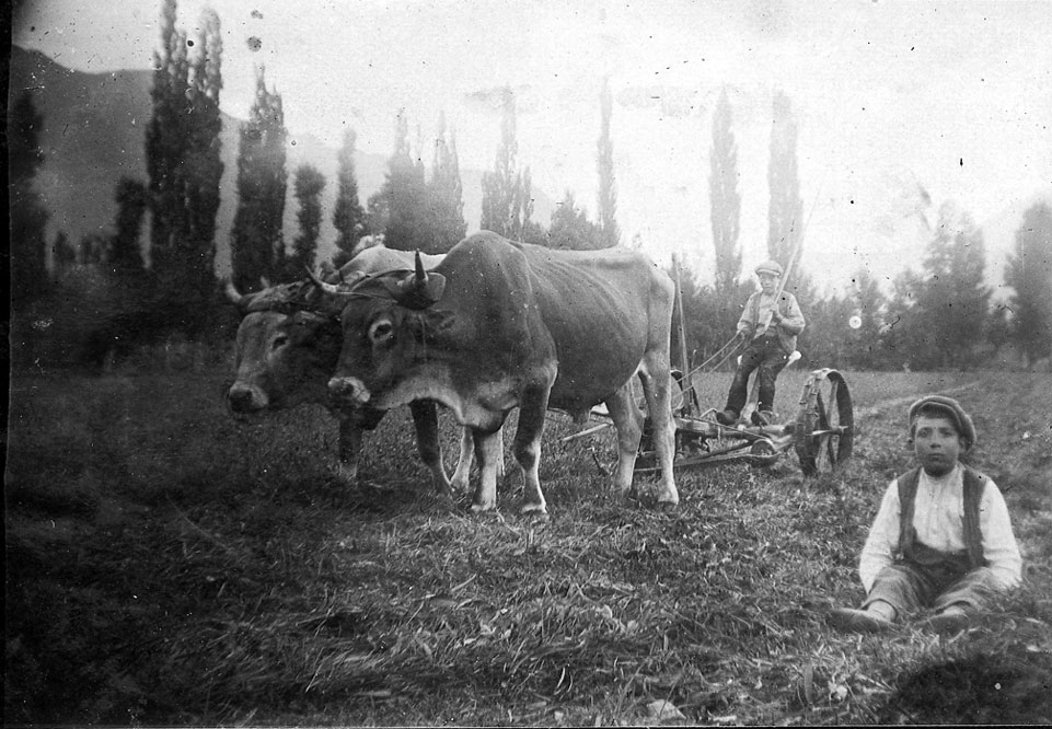 Dallant amb màquina als prats de Santa Maria d'Àneu.