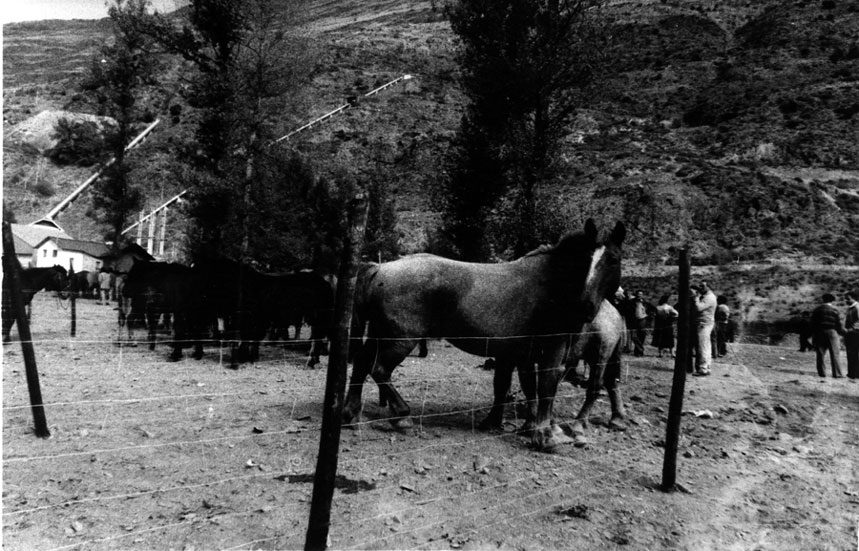 Fira de Santa Teresa (Fira de la Tardor) a Esterri. Cavalls a la Fira.