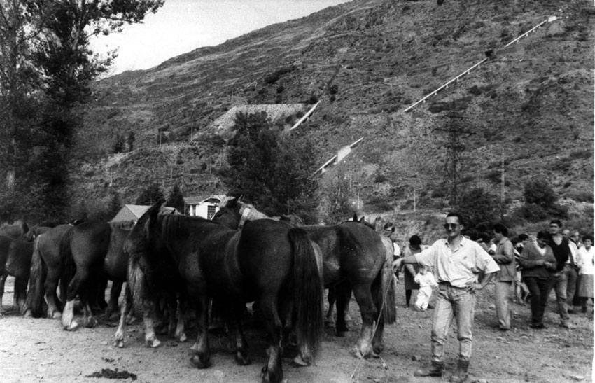 Fira de Santa Teresa (Fira de la Tardor) a Esterri. Pagès vigilant els seus cavalls.