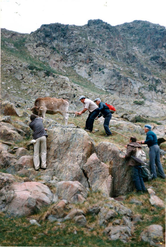 Agafant una vaca a la muntanya.