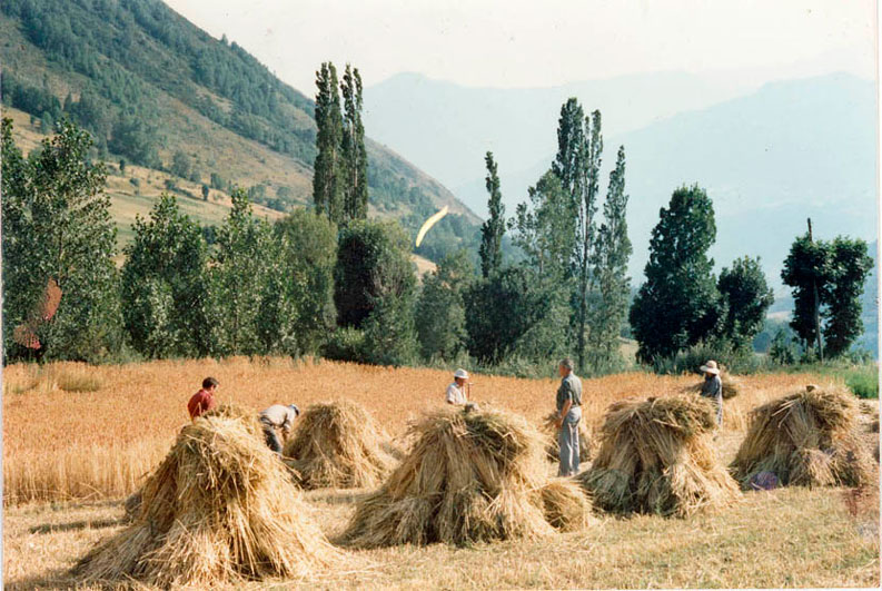 Cavallons a la capella de Badia.