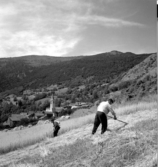 Dallant l'herba als afores de Jou.