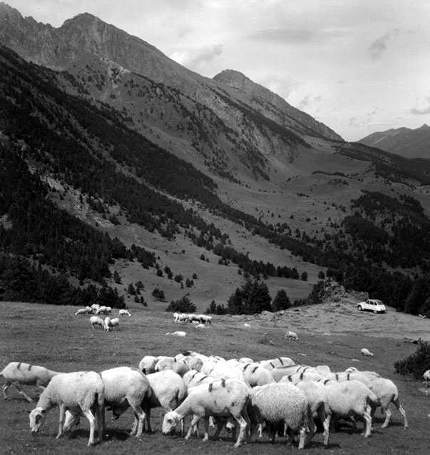 Ovelles amuntanyades al Pla de la Font, sota el Tèsol de Son.