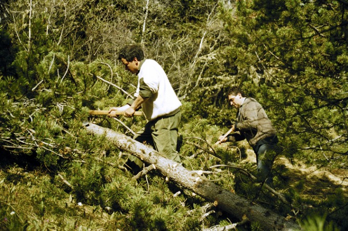 Tallada d'arbres-desbrancatge